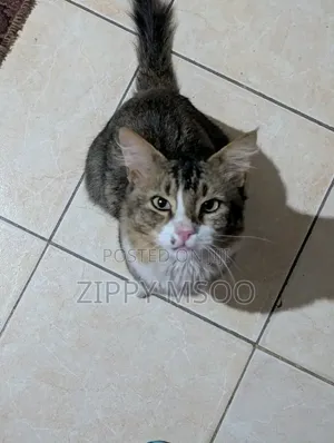 Purebred Tabby Cat, 6-12 Months Male