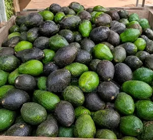 Avokado za Farm Pride