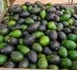 Avokado za Farm Pride - 1