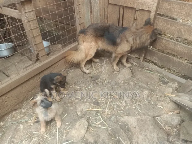 Male Mixed Breed German Shepherd Puppy, 1-3 Months - 1