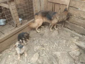 Male Mixed Breed German Shepherd Puppy, 1-3 Months