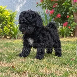 Mbwa Mwanana Havanese Safi - Kiume Miezi 1-3
