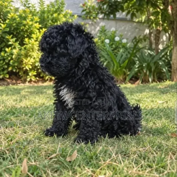 Female Purebred Havanese Puppy (1-3 Months) - 1