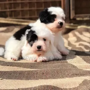 Mtoto wa Mbwa Havanese Safi (Miezi 1-3)