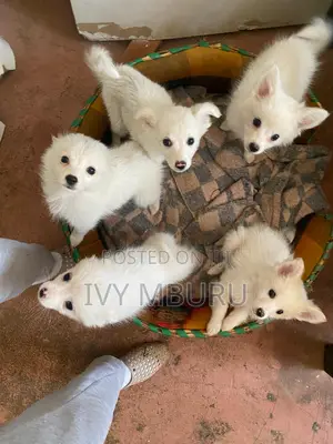 Male Japanese Spitz Mix Puppy - 11 Weeks Old
