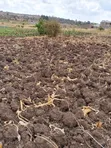 Kiganjo Kimuchu Mali Plot for Sale - 1