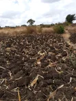 Kiganjo Kimuchu Mali Plot for Sale - 2