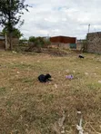 Kitalu Kiganjo Mali Town Center Kinauzwa - 3
