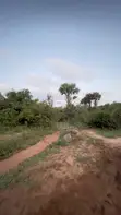 22 Acres in Mivumoni, Off Tarmac - 4
