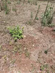Kiambu Town 1/2 Acre Flat Land for Sale - 4
