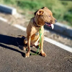 Mbwa wa Kiume Mchanganyiko wa Pit Bull Terrier, Miezi 8