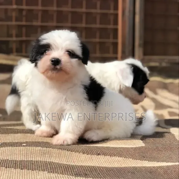 Kinda cha Havanese Safi (Miezi 1-3) - 1