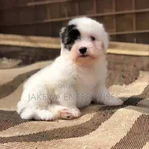 Mbwa Mchanga wa Havanese Mwenye Usafi, Kiume, Miezi 1-3
