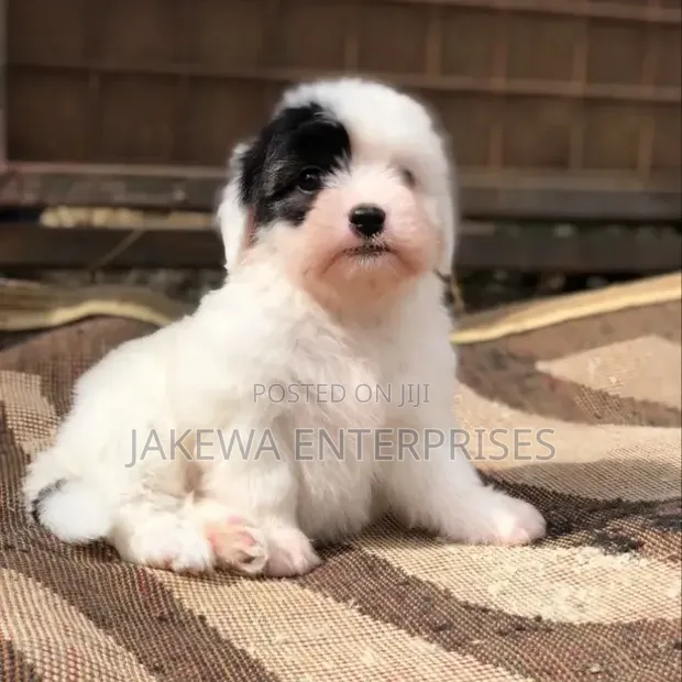 Kinda Safi cha Havanese (Kike, Miezi 1-3) - 1