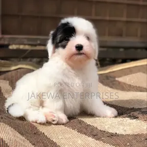 Kinda Safi cha Havanese (Kike, Miezi 1-3)