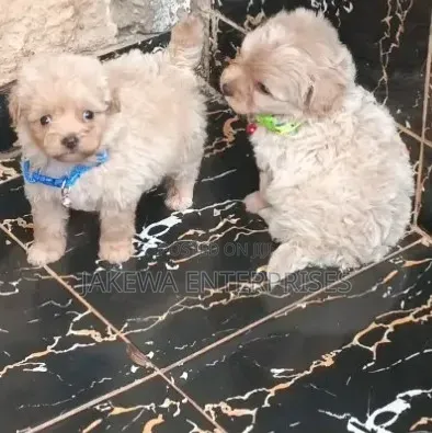 Purebred Havanese Puppy - 1-3 Months Male - 1