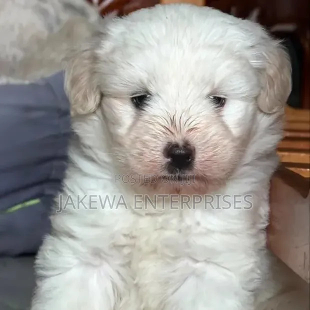 Mbwa Mwanama wa Havanese Safi - Miezi 1-3 - 1