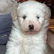 Mbwa Mwanama wa Havanese Safi - Miezi 1-3 - 1