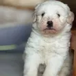 Mbwa Mwanama wa Havanese Safi - Miezi 1-3 - 2