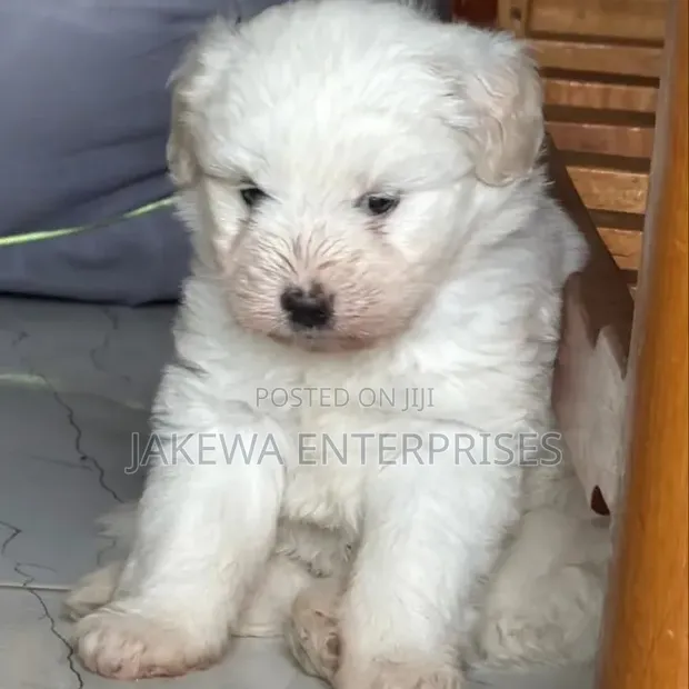 Purebred Havanese Puppy (1-3 Months) - 1