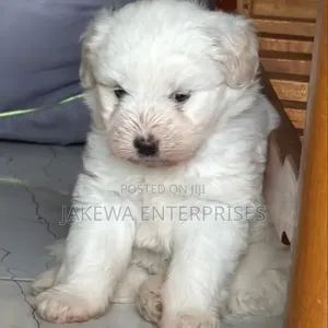Purebred Havanese Puppy (1-3 Months)