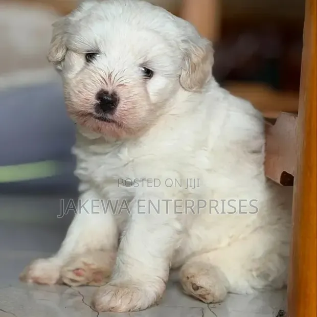 Female Purebred Havanese Puppy (1-3 Months) - 1