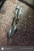 Toyota Vitz Drive Shaft (Used) - 2