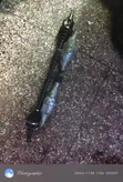 Nissan NV200 Drive Shaft - I tumika - 2