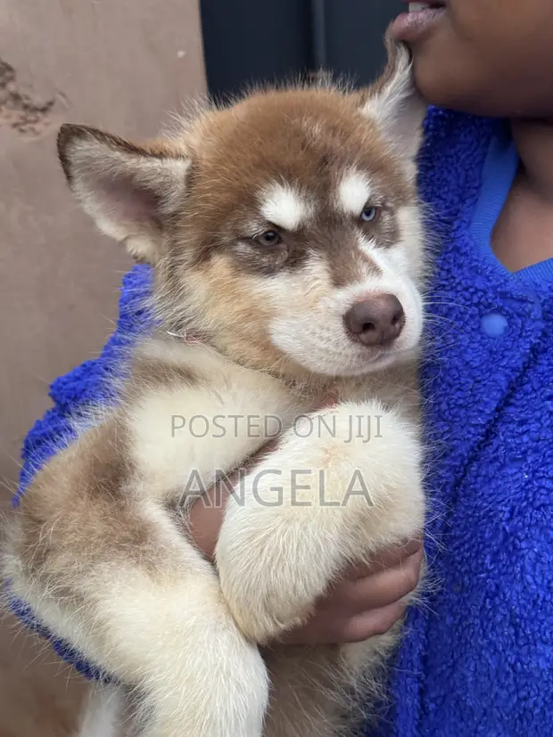 Male Purebred Siberian Husky Puppy (1-3 Months) - 1