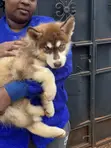 Male Purebred Siberian Husky Puppy (1-3 Months) - 2