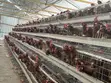 Henovate Battery Layers Cage - 2