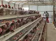 Henovate Battery Layers Cage - 3