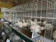 Kuku wa Broiler Battery Cage - Ndege 96 - 3