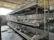 Kuku wa Broiler Battery Cage - Ndege 96 - 5