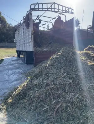 Loose Baby Corn Silage