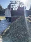 Silage ya Mahindi ya Mtoto Isiyo Fungashwa - 1