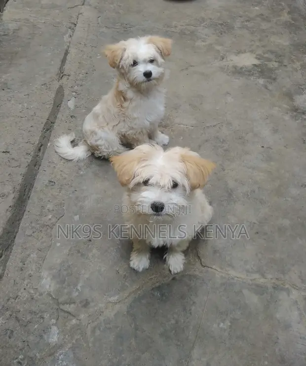 Female Purebred Maltipoo Puppy, 4 Months Old - 1