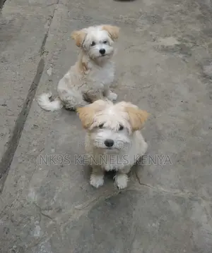 Kambeni Ka Kike Ka Maltipoo Safi, Ka Miezi 4