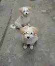 Kambeni Ka Kike Ka Maltipoo Safi, Ka Miezi 4 - 1