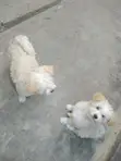 Kambeni Ka Kike Ka Maltipoo Safi, Ka Miezi 4 - 2
