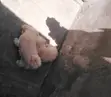 Kambeni Ka Kike Ka Maltipoo Safi, Ka Miezi 4 - 3