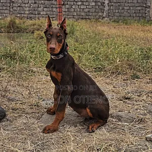 3-6 Month Male Purebred Doberman Pinscher Puppy