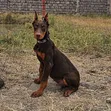 3-6 Month Male Purebred Doberman Pinscher Puppy - 1