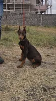 3-6 Month Male Purebred Doberman Pinscher Puppy - 2