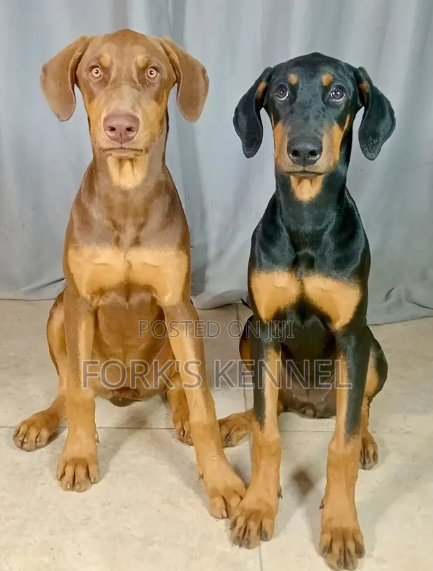 Doberman Pinscher Safi wa Kiume - Mwenye Umri wa Miezi 3-6 - 1