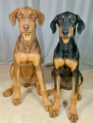 Doberman Pinscher Safi wa Kiume - Mwenye Umri wa Miezi 3-6