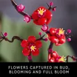 LEGO Icons Plum Blossom Flower Building Set - 5