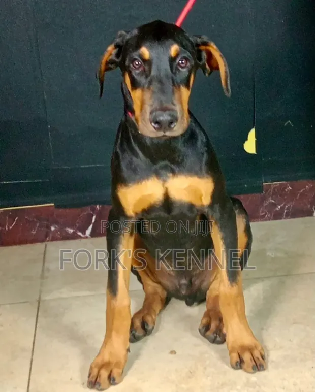 3-6 Month Male Purebred Doberman Pinscher - 1