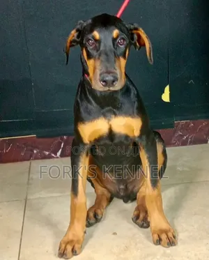 3-6 Month Male Purebred Doberman Pinscher