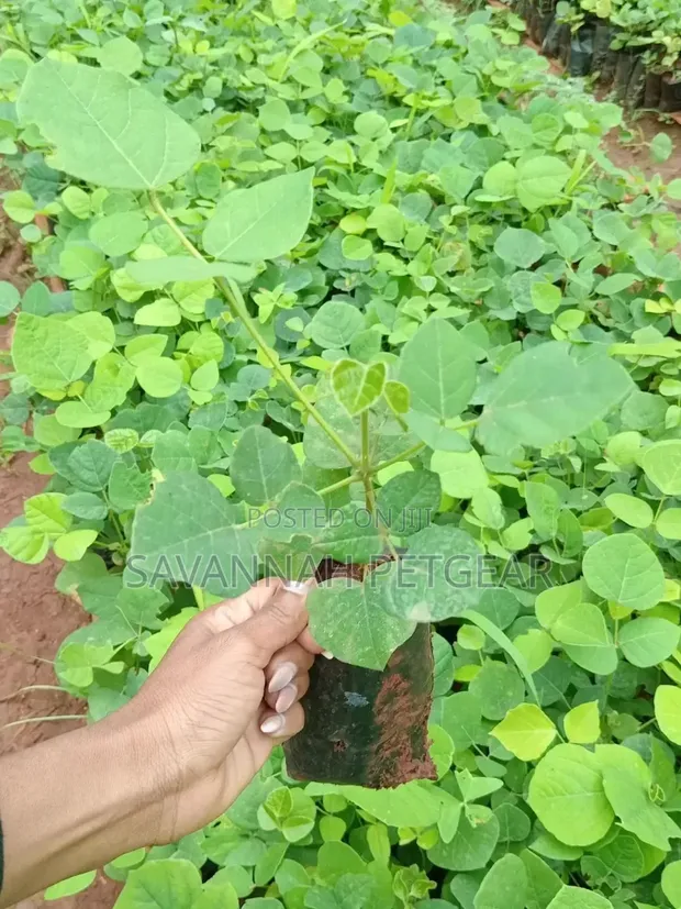 Erythrina Burttii Seedlings (Coral Tree) - 1